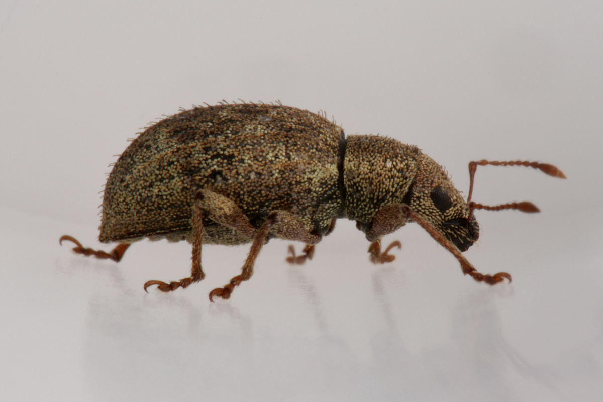 Curculionidae:  Sciaphilus asperatus